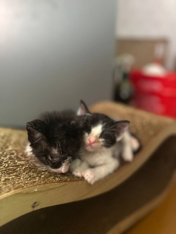 Котята черно-белые взрослые для дома 5