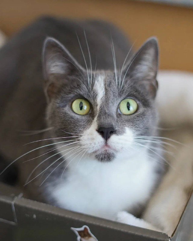 Кошечка Кассиопея для дома 5