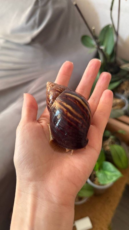 Ахатина улитка 4