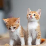 Котята Мэрри и Пипин 1