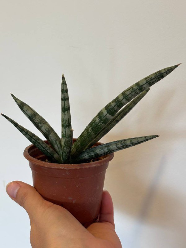 сансевиерия бонсцеленсис, гуэрния зебрина вариегатная, бегонии