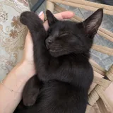 Котенок 2
