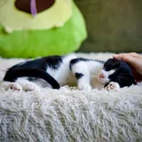 Котенок, девочка 4