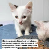 Кошеня Ангора шукає люблячу сім’ю 4