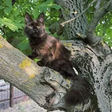 Котята мейн-кун, щенки мареммы 5