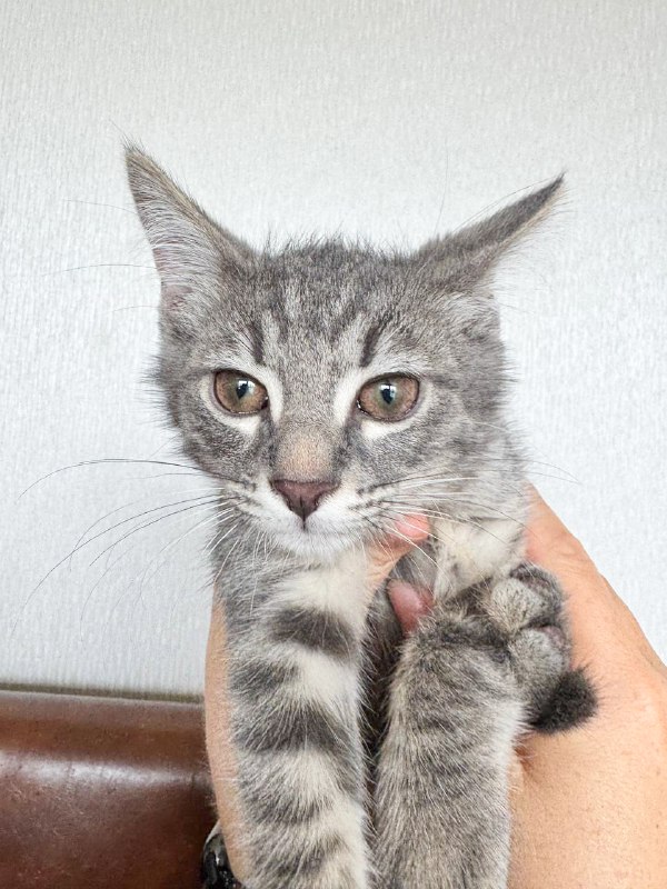 Котёнок девочка Флоу ищет дом и семью
