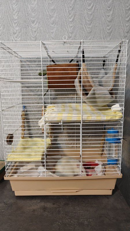 Крыска с двухэтажным домиком и кормом 6