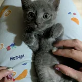 Котята: одна девочка и три мальчика 8
