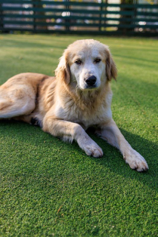 Подросток-собака для пристройки, помощь ветеринарная 2