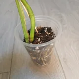 Монстера Albo Variegata 2