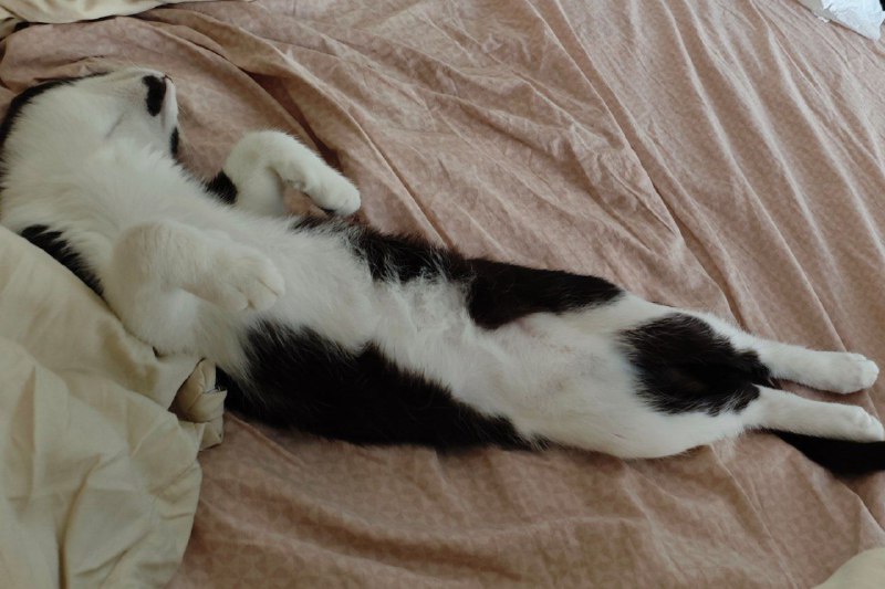 Котенок Пузик ищет дом с игрушками и кормом 6