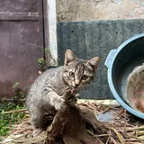 კნუტი ჟორიკი, 3 თვის 4