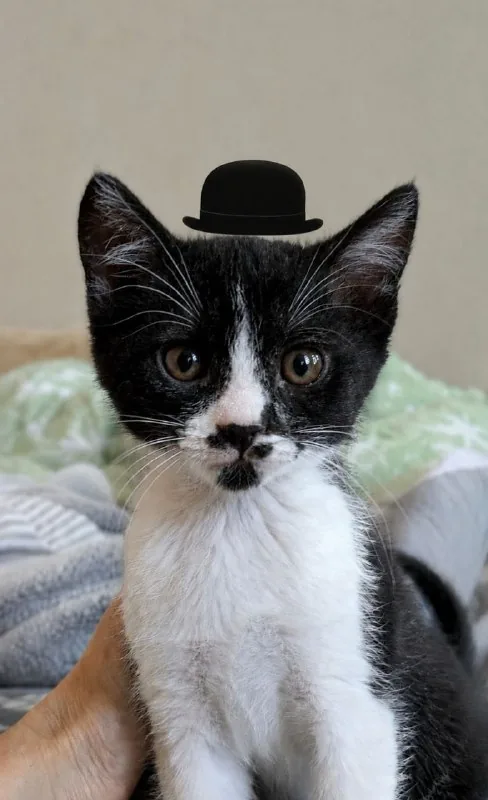 Кошка Пандора, котёнок 1