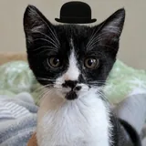 Кошка Пандора, котёнок 1