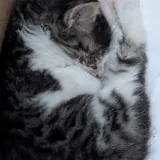 Котенок девочка 4