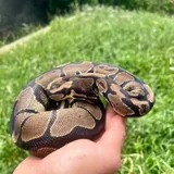 Royal python 3