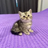 Шотландские котята 4