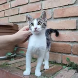 Котенок Космо 2