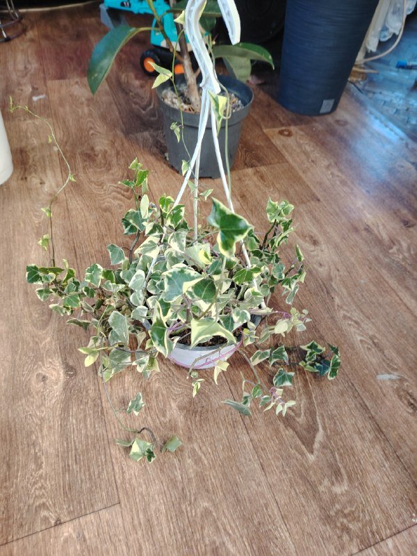 Комнатные растения 2