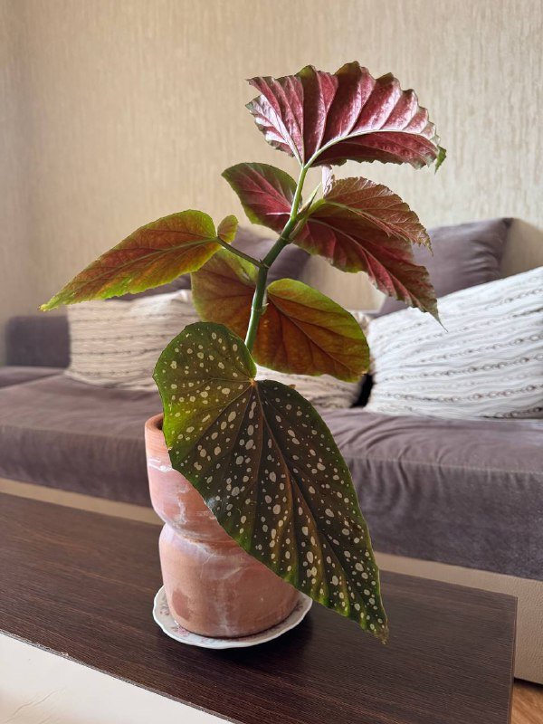 Пятнистая бегония 2