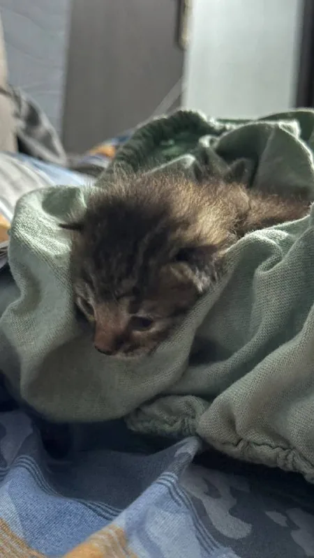 Котёнок в добрые руки 1