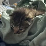 Котёнок в добрые руки 1