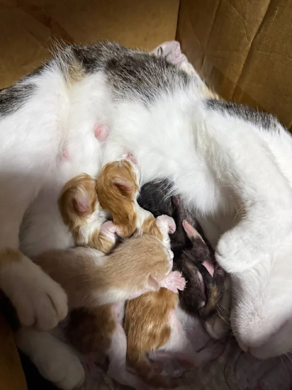 Четыре котенка мальчика