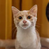 Котёнок Печенька ищет дом 1