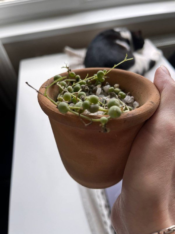 Крестовник Роули в глиняном горшке 2