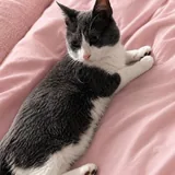 Кот Бэмби 1