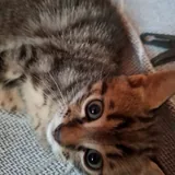 Котята, монстеры, аспарагусы, калатеи 3