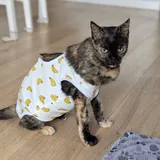 Кошечка ищет дом 3