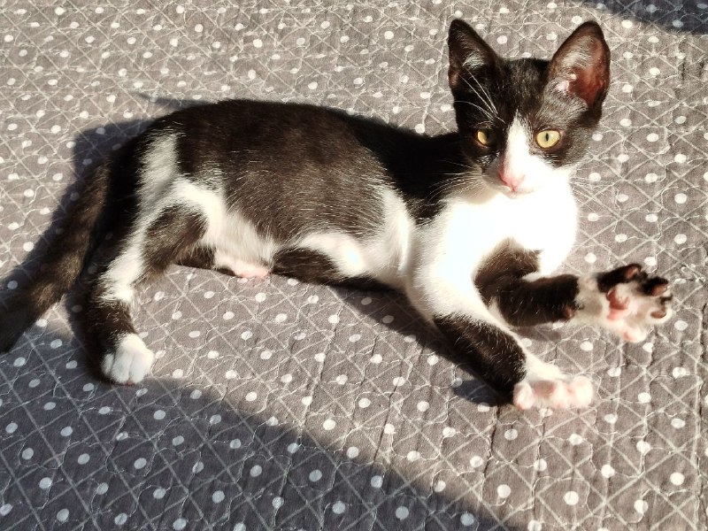 Чёрно-белый котёнок 4 месяца в добрые руки 2