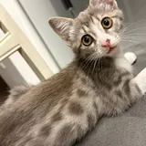 Котёнок Юми 5