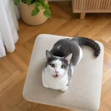 Кошка Ася 2
