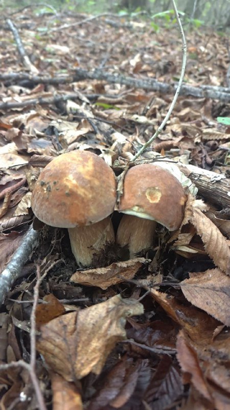 Свежие лесные грибы боровики, рыжики, опята до 8 кг 3