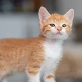 Котята Мэрри и Пипин 4