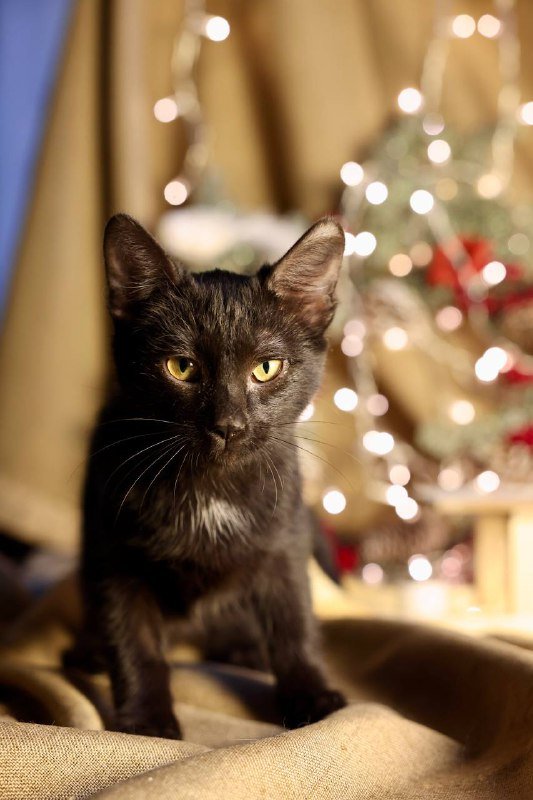 Котёнок черный ищет дом