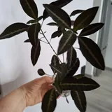 Комнатные растения 7