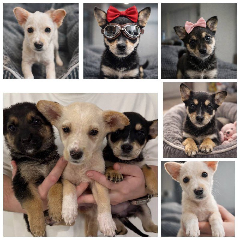 Три щенка девочки средних размеров