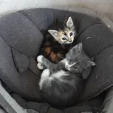 Котята 1