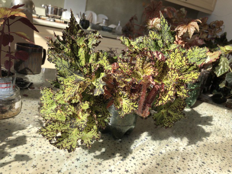 Декоративнолиственная бегония Шамус, растения 4