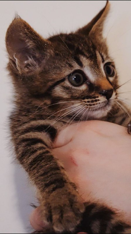 Котёнок Миша ищет дом или передержку 5