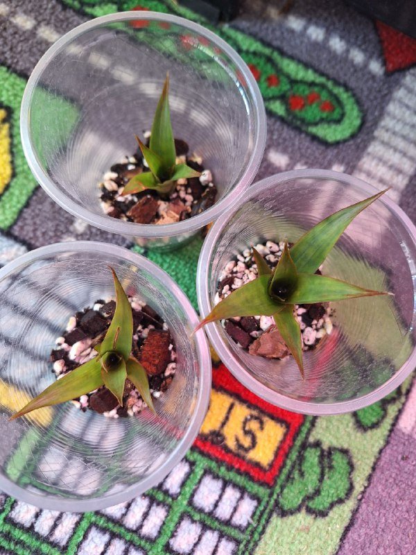 Растения отдам даром