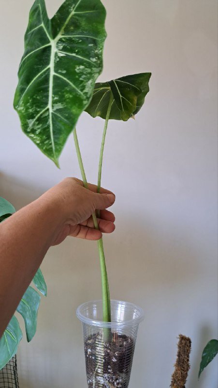 Аглаонема, коладиум, пиннатум марбл, алоказия, платицериум, хойя, монстера 5