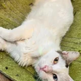 Кошка Луми ищет дом 5