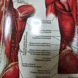 Плакат анатомия мышц 3
