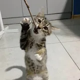 Котята 4
