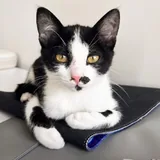 Котёнок Шуфа 2