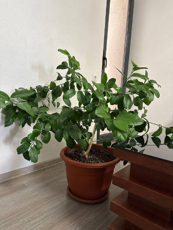 Дерево цитрусовое лайм 2 года